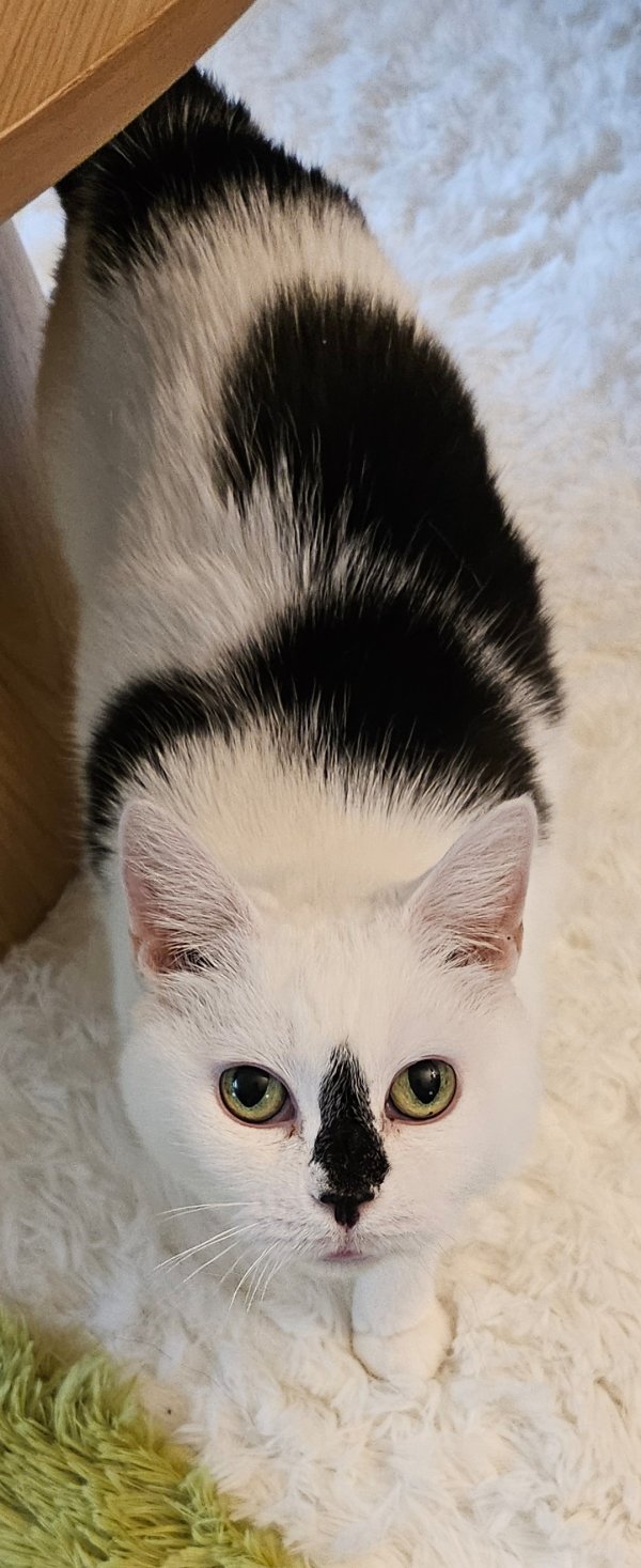 Lost American Shorthair 