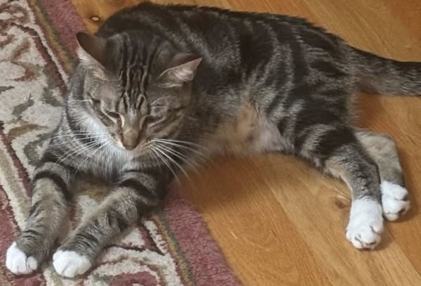 Lost American Shorthair in Ohio