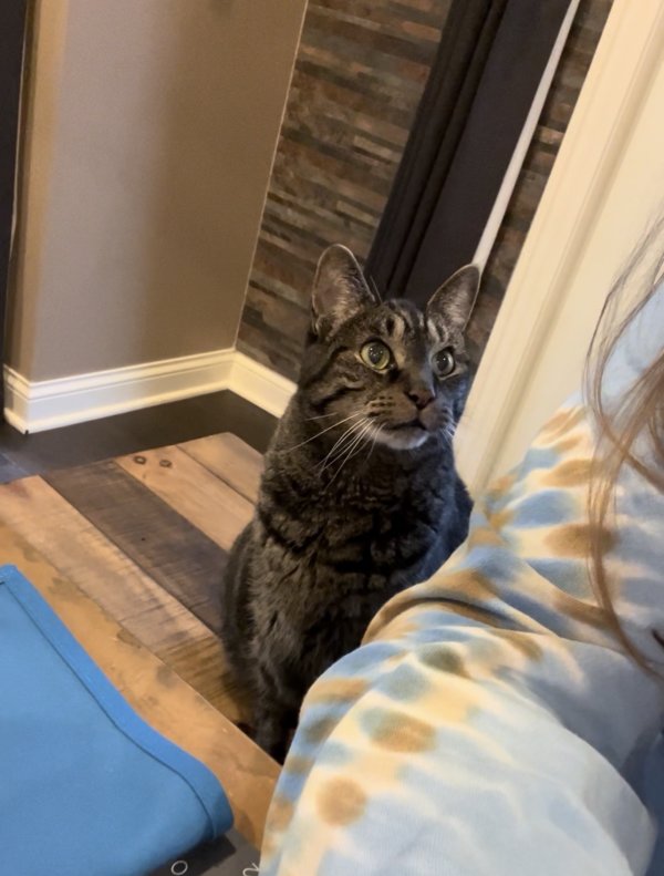Lost Domestic Short Hair in Ohio