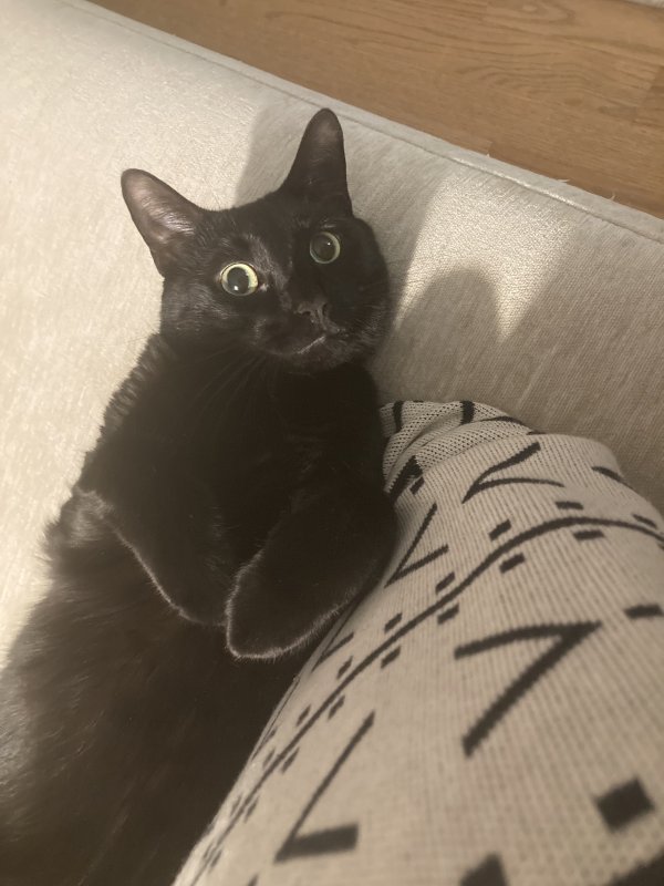 Lost cat in Croton on Hudson, NY