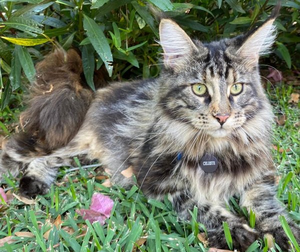 Lost Maine Coon in Florida