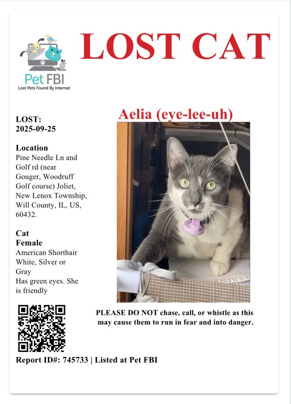 Lost American Shorthair in Illinois
