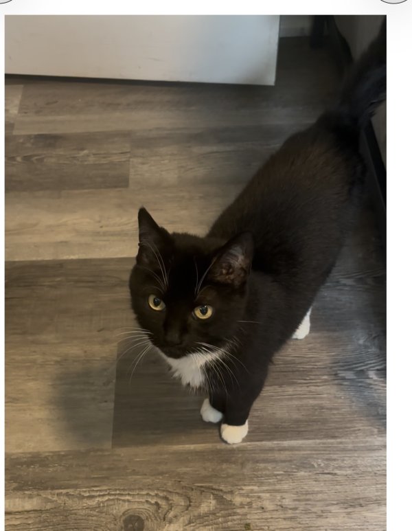 Lost Domestic Short Hair in Ohio