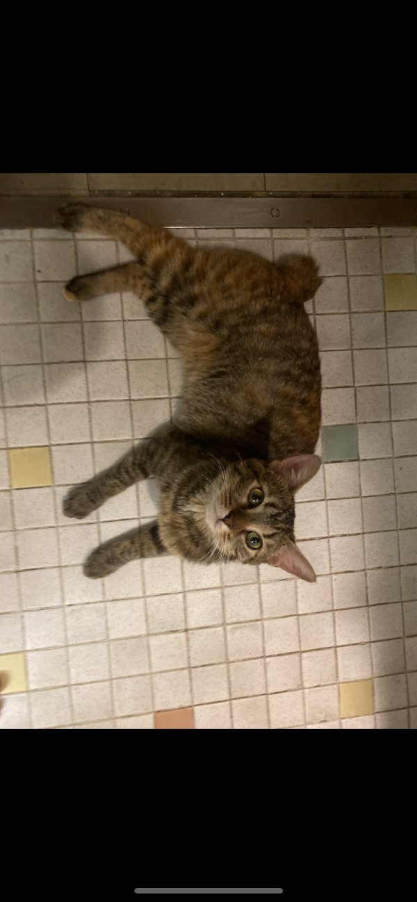 Lost Manx in Ohio