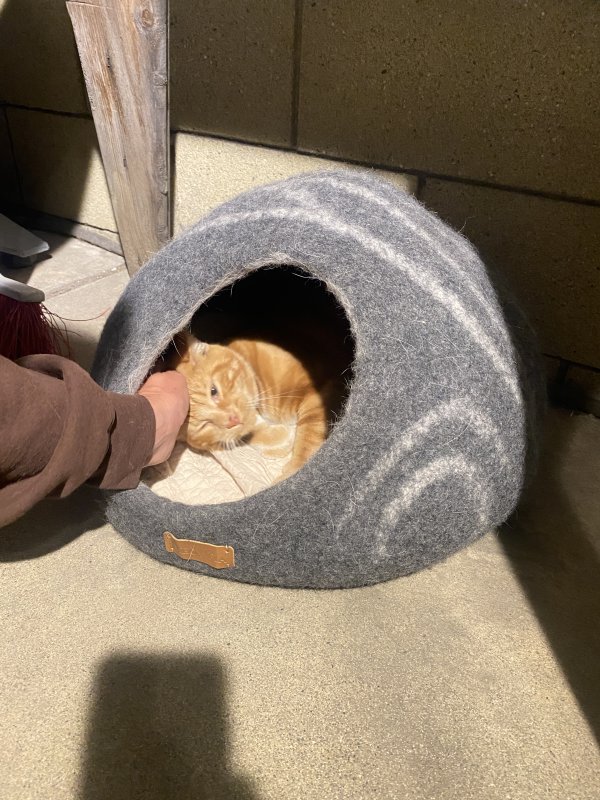 Found Cat in Anaheim, CA
