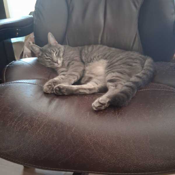 Lost Cat in Grass Valley, CA