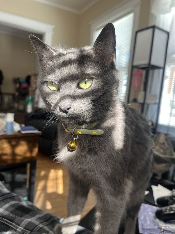 Lost Russian Blue in New York