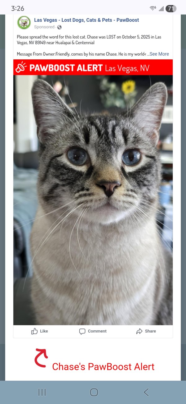 Lost Siamese in Nevada