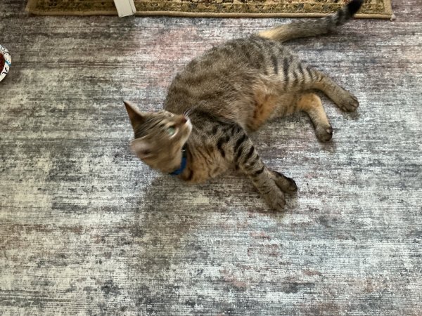 Found Cat in Selah, WA