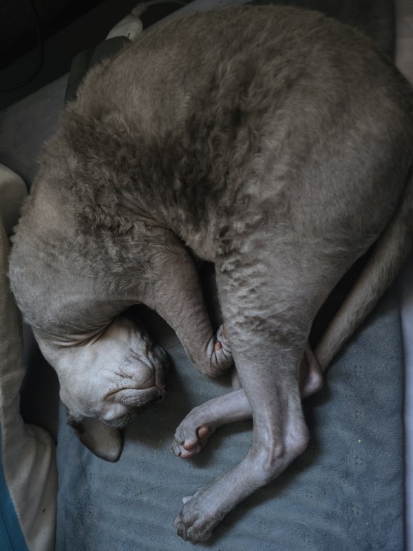 Lost Sphynx in Ohio