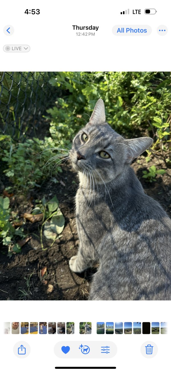 Found cat in Andover, MA