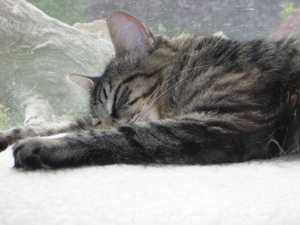 Safe Maine Coon in Seattle, WA