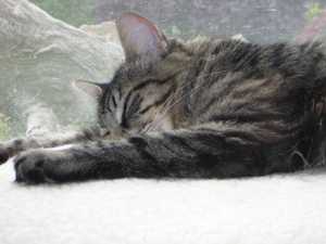 Safe Maine Coon in Seattle, WA