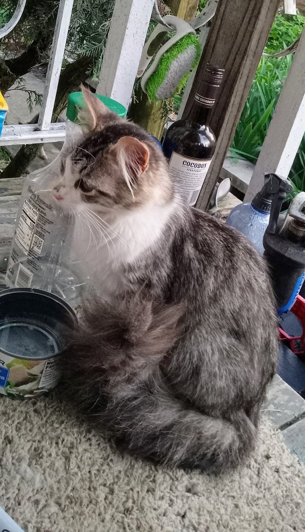Lost Domestic Long Hair in Columbus, OH