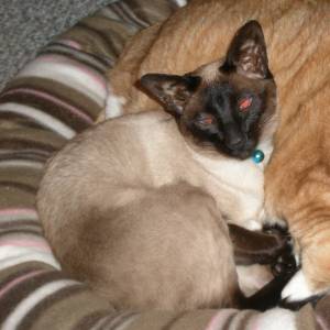 Safe Siamese in Adams, WI