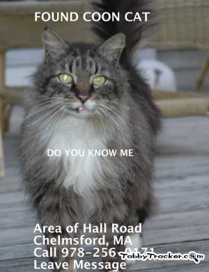 Safe Maine Coon in Chelmsford, MA