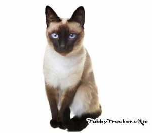 Safe Siamese in Plaquemine, LA