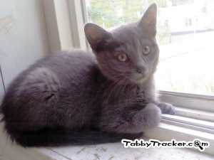 Safe Domestic Short Hair in Fruitport, MI