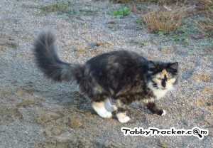 Safe Domestic Long Hair in Burlington, KY