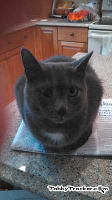 Lost Russian Blue in Fairfax Station, VA