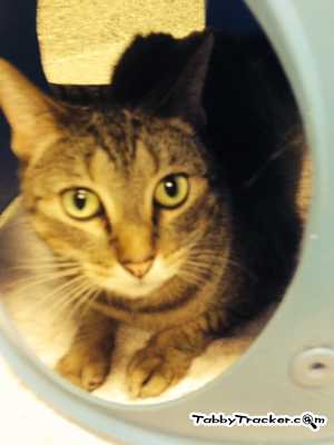 Safe American Shorthair in Leawood, KS