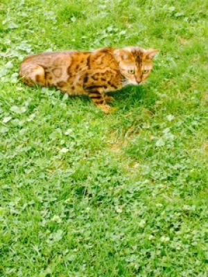 Safe Bengal cat in Stockbridge, MA