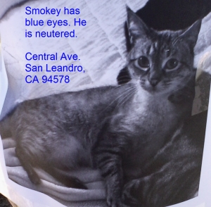 Safe American Shorthair in San Leandro, CA