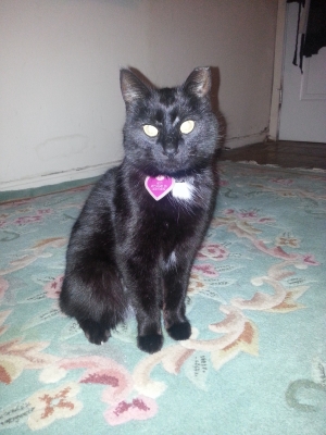 Safe Domestic Short Hair in San Francisco, CA